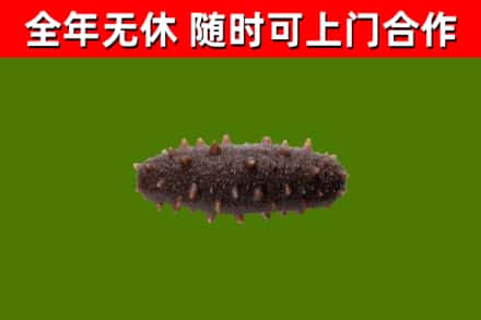 钦州烟酒回收干海参.jpg